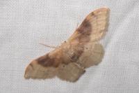 Idaea degeneraria