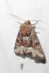 Oligia latruncula/strigilis/versicolor