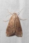 Parapoynx stratiotata