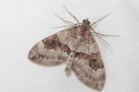 Thera britannica/obeliscata/variata
