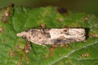 Crocidosema plebejana