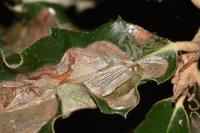 Acrocercops brongniardella