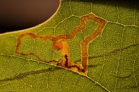 Acalyptris platani