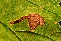 Stigmella viscerella