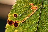 Stigmella ulmivora