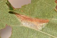Phyllonorycter schreberella