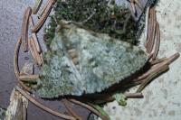 Phigalia pilosaria