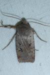 Conistra rubiginosa