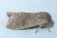 Orthosia cruda
