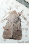 Orthosia cruda