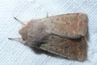 Orthosia cruda