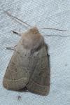 Orthosia cerasi
