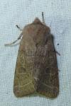 Orthosia cerasi