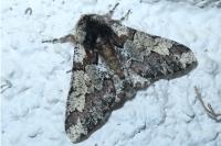 Biston strataria