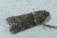 Tortricodes alternella