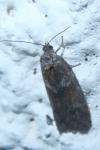 Tortricodes alternella