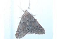 Alsophila aescularia