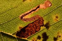 Stigmella viscerella