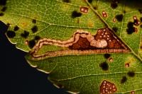 Stigmella ulmivora