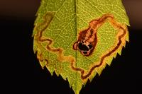 Stigmella anomalella