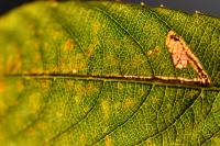 Stigmella salicis