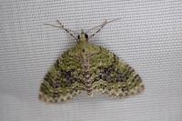 Acasis viretata