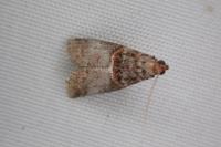 Acrobasis advenella