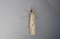 Agriphila inquinatella