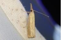 Agriphila straminella