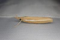 Agriphila tristella