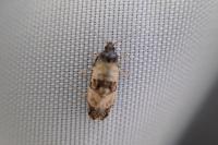 Cochylis atricapitana