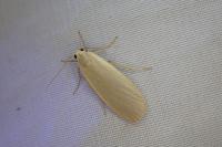 Collita griseola