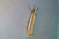Crambus pascuella