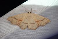 Cyclophora punctaria