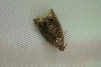 Cydia splendana