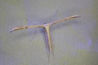 Emmelina argoteles/monodactyla