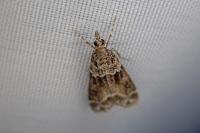Eudonia mercurella