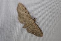 Eupithecia virgaureata