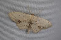 Idaea dimidiata