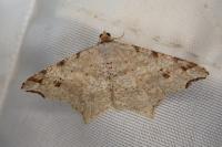 Macaria alternata