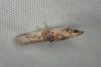 Nephopterix angustella