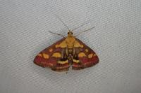 Pyrausta purpuralis
