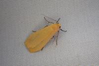 Wittia sororcula