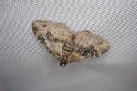 Xanthorhoe ferrugata
