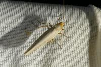 Eilema caniola