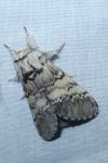 Drymonia ruficornis