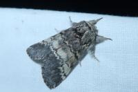 Drymonia ruficornis