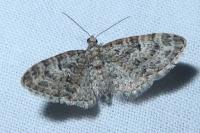 Eupithecia dodoneata
