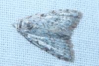 Nola confusalis