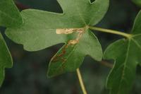 Stigmella aceris